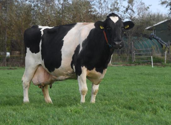 Marja 93 werd geboren op de eerste kerstdag van 2009 en is op haar zestiende verjaardag drager van het predicaat Sterkoe 3 (foto: Harrie van Leeuwen)