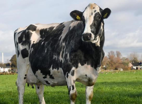 NH Super Island Wave kreeg 91 punten voor algemeen voorkomen en produceerde in haar leven al bijna 140.000 kg melk (foto: Harrie van Leeuwen)