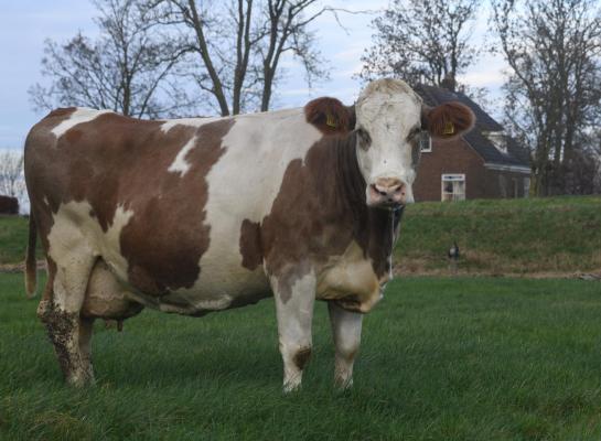 Roebol Tonnie 228 (v. Hupsol) kan op een sober rantsoen veel melk produceren en toch goed in conditie blijven. Dat maakt haar de perfecte koe voor een biologisch bedrijf met veel natuurland