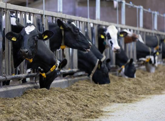 Maximaal 155 gram ruw eiwit (re) per kg droge stof voeren blijkt op veel bedrijven haalbaar, onafhankelijk van bedrijfsomstandigheden als grondsoort, intensiteit, weidegang en productie per koe