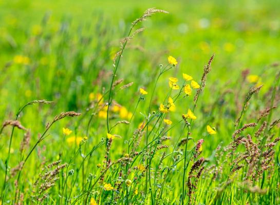 FrieslandCampina signaleert een toenemende vraag naar inspanningen op biodiversiteit vanuit zowel klanten als de maatschappij
