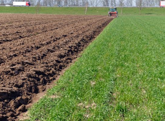 De totale oppervlakte grasland in Nederland daalde tussen 2000 en 2024 met 75.500 hectare