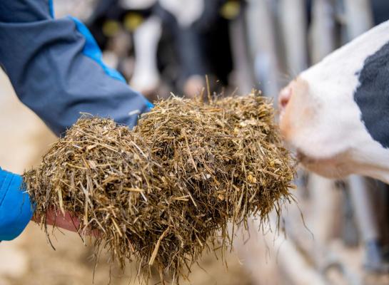 Een groot aantal deelnemers aan het project Koe en Eiwit stuurt meer op tankmelkureum dan op ruw eiwit in het rantsoen omdat het tankmelkureum iedere drie dagen actueel is