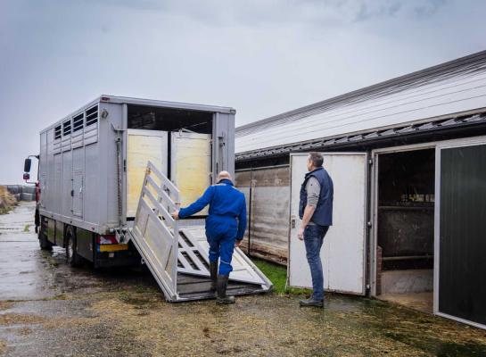 DGZ blijft hameren op het belang van bioveiligheid, ook in de handel