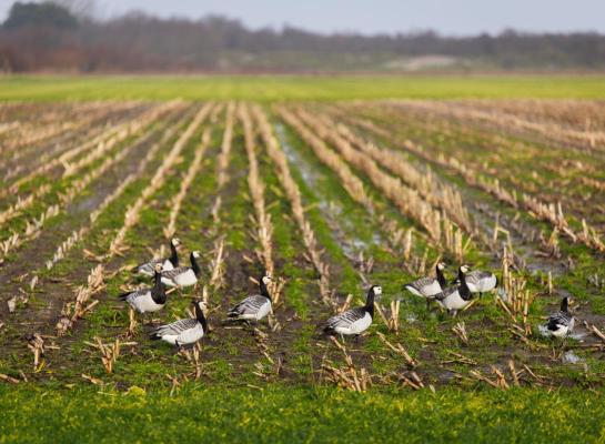 Het is voor het eerst dat vogelgriep in Europa bij melkkoeien is aangetoond