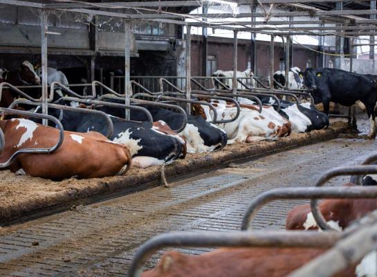 De voormalige grupstal is omgebouwd tot een slaapstal met ligboxen. Over de twee gruppen zijn roosters gelegd