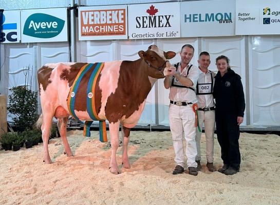 Anousche (v. Avance) van Tiede Mazereel en Joyce Dobbelaere uit Reninge won op de Koeparade het algemeen kampioenschap