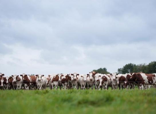 In een pilot lag het ruw eiwit van vers gras tussen 78 en 338 gram per kilo droge stof