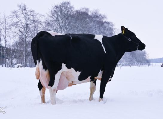 Renske 136 laat zien dat fokkerij niet altijd zwart-wit hoeft te zijn. Ze kon met haar fokwaarden niet meekomen, maar werd wel honderdtonner, tientonner en sterkoe 3 (foto’s: Henk Lomulder)