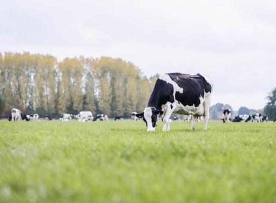 r&W bijten elkaar niet