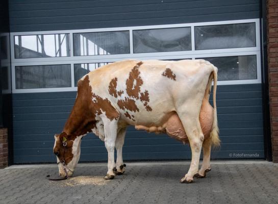 Toosje 724 produceerde tot nu toe ruim 112.000 kg melk met 4,13% eiwit (foto: Fernanda Vosman)