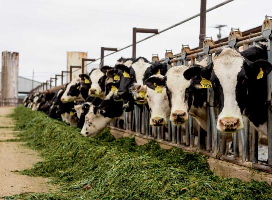 In de VS nam de melkaanvoer in november met 4,5 procent toe