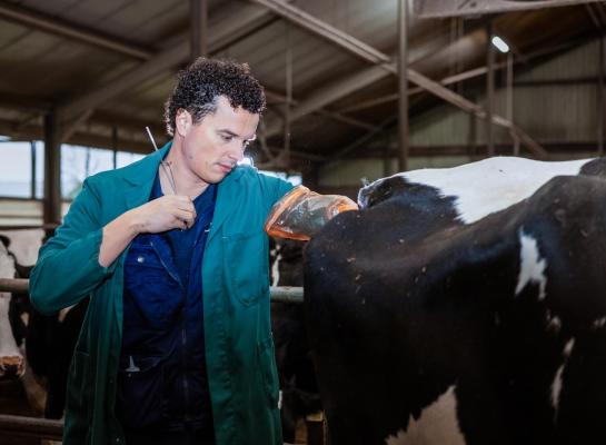 De koeien met een verlengde lactatie produceerden in het Zweedse onderzoek  gemiddeld 12.873 kg meetmelk in 305 dagen tegenover 12.064 kg meetmelk voor de koeien die vanaf 50 dagen werden geïnsemineerd