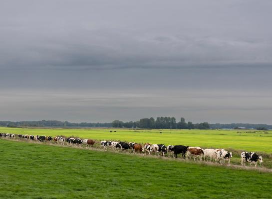 Veel robotboeren zijn bezorgd of er tijdens een controlemoment voldoende koeien buiten lopen