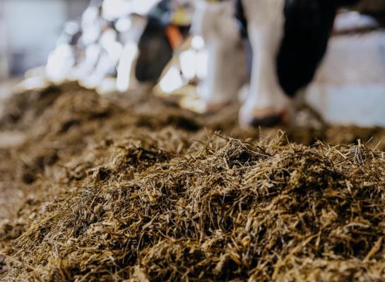 Deense onderzoekers suggereren een link tussen een hoog aandeel zwavel in het rantsoen en problemen met het voeren van Bovaer