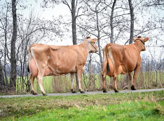 Met de vijfdekalfs jerseykoeien Hodja Hicke en Hirts Bowl kregen Jappie en Douwe Schaafsma er op één dag twee excellente koeien bij (foto: Henk Lomulder)