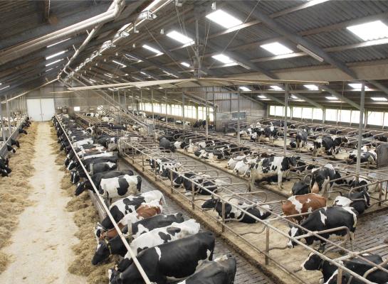 Op bedrijven met meer dan 181 koeien is het celgetal gemiddeld 19.000 cellen/ml hoger