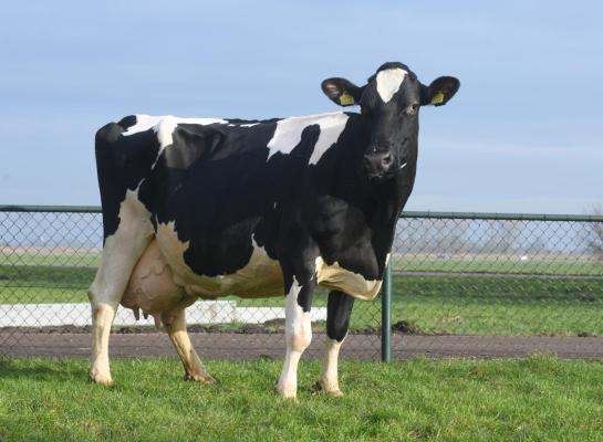 Janny 70 werd als vaars ingeschreven met 83 punten. Dat werd dertien jaar later en met een levensproductie van meer dan 140.000 kg melk op de teller opgewaardeerd naar 88 punten (foto: Harrie van Leeuwen)