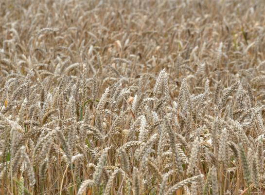 De oogst van tarwe en mais vielen in 2024 erg tegen, wat zorgde voor minder stikstofvastlegging in gewassen
