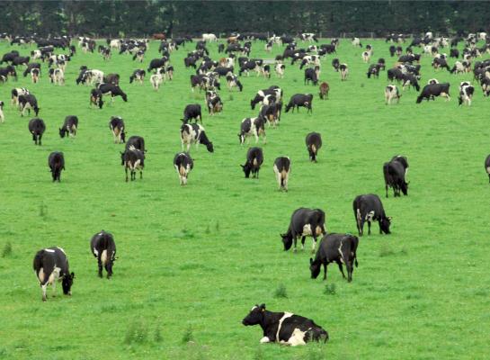 De totale melkproductie van de grootste zuivelexporteurs van de wereld (inclusief de EU) was in afgelopen jaar 2,4 procent hoger dan in 2024