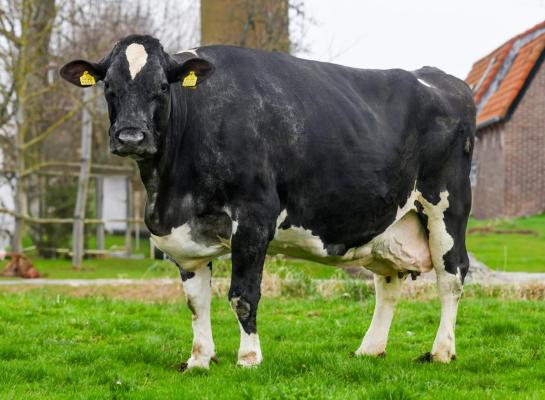 Hilda 26 ging zich naarmate ze ouder werd steeds meer onderscheiden van haar grupgenotes. Zo werd haar exterieurscore opgewaardeerd van 85 naar 88 punten (foto: Harrie van Leeuwen)