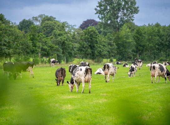De kwart bedrijven met de laagste ammoniakemissie weidt de koeien 300 uur meer dan de kwart bedrijven met de hoogste ammoniakemissie