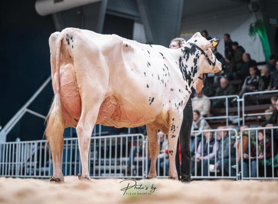 Roycedochter Rekord was in Osnabrück de sterkste bij de oudere koeien (foto: Fleur Maartje Bakker)