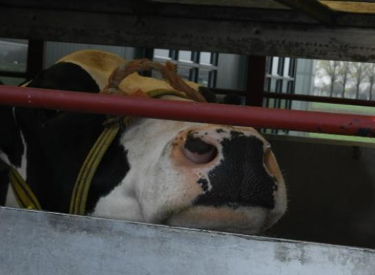 Onvoldoende aandacht voor bioveiligheid in veehandel en veetransport wordt gezien als de belangrijkste bron van besmetting van ibr-vrije bedrijven