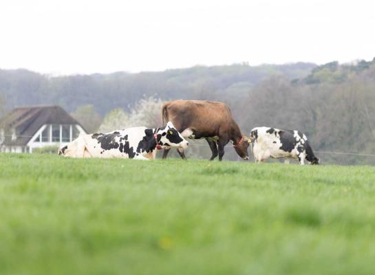 Opstarten kan op percelen met 1000 à 1200 kg droge stof en dan eerst een paar uur in de middag