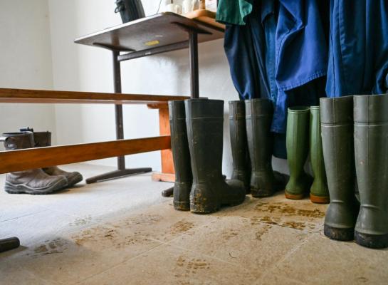 District Kleve roept veehouders in de regio op om extra alert te zijn en bioveiligheidsmaatregelen strikt na te leven