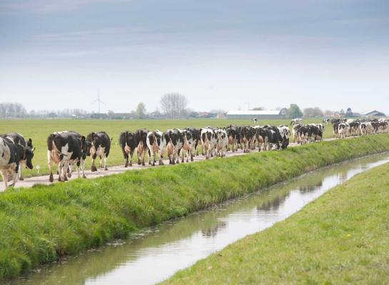 Vroeg beginnen brengt met zich mee dat je moet kunnen schakelen als het door regen nodig is om ze een of meer dagen binnen te houden