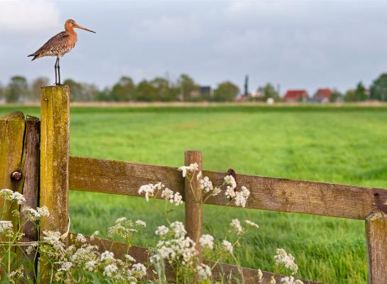 De overheid wil vasthouden aan zones rondom kwetsbare natuurgebieden waarvoor strengere emissiereductienormen gaan gelden