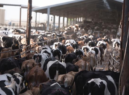 De totale melkplas steeg in de VS in de afgelopen tien jaar met 8,3 procent
