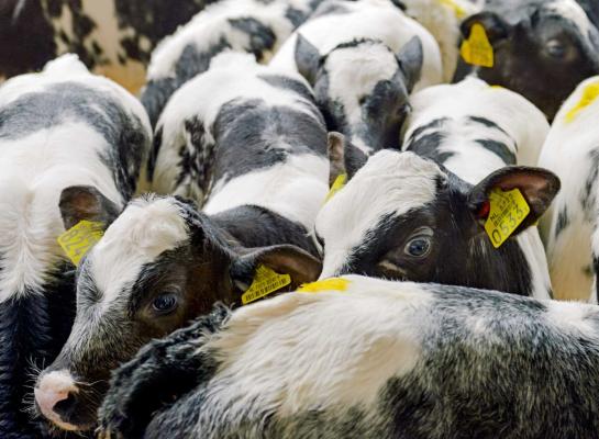 Tijdens een workshop op de jongerendag Het Kalf Centraal geven twee dierenartsen een workshop over de optimale overdracht van het kalf van de melkvee- naar de kalverhouderij