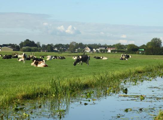 De gemiddelde leeftijd van grasland is het hoogst op de veengronden in Noord- en West-Nederland