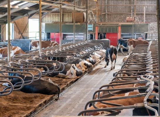  Ondanks de zuiveltak blijven de koeien op het Zeeuwse bedrijf op de eerste plaats staan