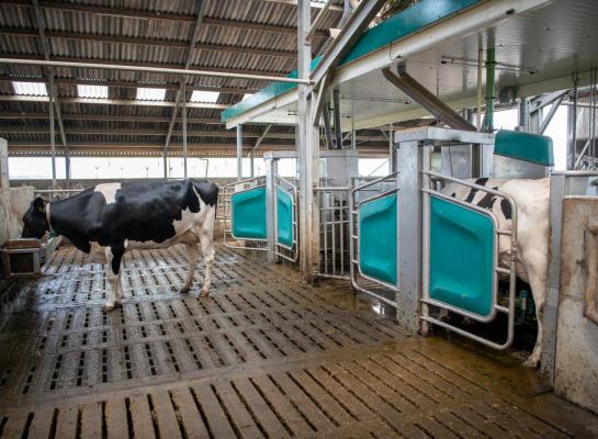 Voor robotbedrijven die weidemelk leveren is het dikwijls uitdagend om te voldoen aan de norm van het percentage weidende koeien in het land