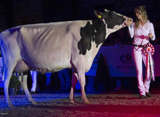 Drouner Cosmo 1836 (v. Alligator) wint opnieuw de FDV winteravondshow (foto: Teus van Herk) 