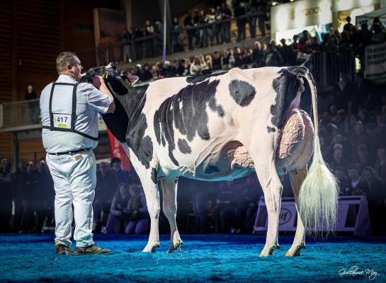 De vierjarige Schönhof Alligator Dakota won in Bulle de zwartbonttitel (foto: Guillaume Moy)