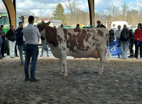 Edelweiss, met inmiddels ruim 100.000 kg melk op de teller, prolongeerde bij roodbont het algemeen kampioenschap