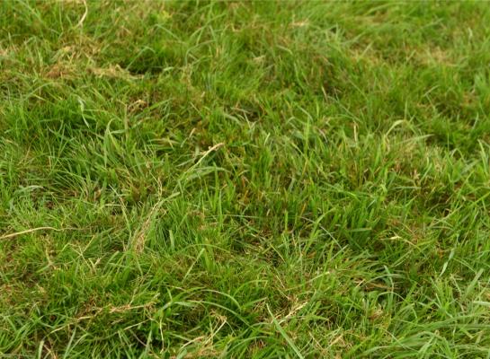 Door koppeling met KringloopWijzer zouden melkveehouders zonder extra werk kunnen voldoen aan de wettelijke verplichting om gegevens over het gebruik van grasland te verstrekken aan het CBS