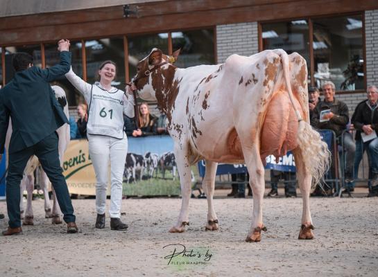 F.H.D. Amber behaalde na het winnen van de middenklasse ook het algemeen kampioenschap in Middenmeer (foto: Fleur Maartje Bakker) 