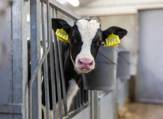 In het tweede kwartaal van 2025 lag het aantal geboren kalveren op het laagste niveau in vijf jaar tijd