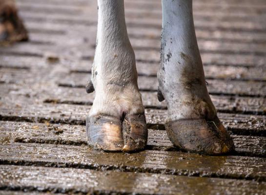 De methaanemissie uit mest kan met 45 tot 89 procent afnemen afhankelijk van het gebruike koelingssysteem