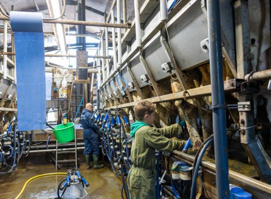 Sinds het eind van de zomer daalde de garantieprijs van FrieslandCampina fors