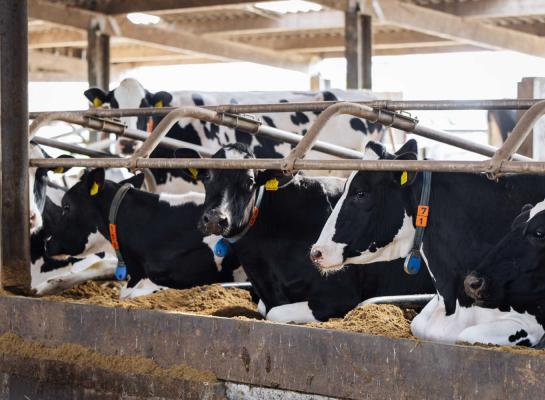 Het totale aantal melkkoeien lag in 2025 met 1,527 miljoen stuks op het laagste niveau sinds 2012