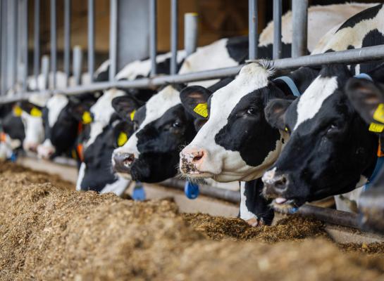 Door veel bijproducten in het rantsoen te gebruiken, lag de CO2-uitstoot van het rantsoen in 2025 op 786 gram per kilogram melk