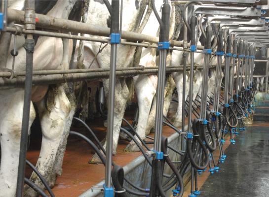 In de Europese Unie nam de melkaanvoer in januari met 4,8 procent toe