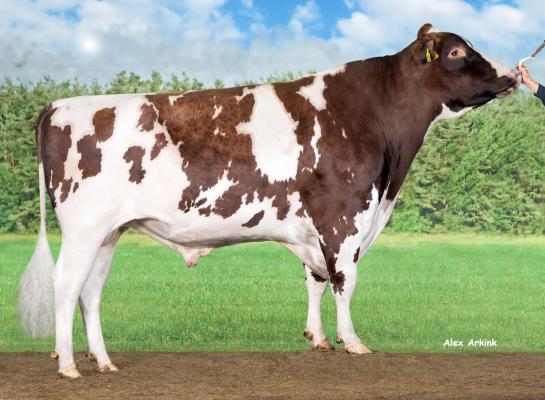 Delta Borax is de nieuwe lijstaanvoerder voor NVI bij de roodbontstieren met melkgevende dochters