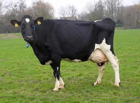 Ondanks haar voorname afkomst en drie sterren heeft Groenibo 53 Destry Zadia totaal geen sterallures. Ze loopt op haar oude dag nog vlot mee in het koppel (beeld: Harrie van Leeuwen)